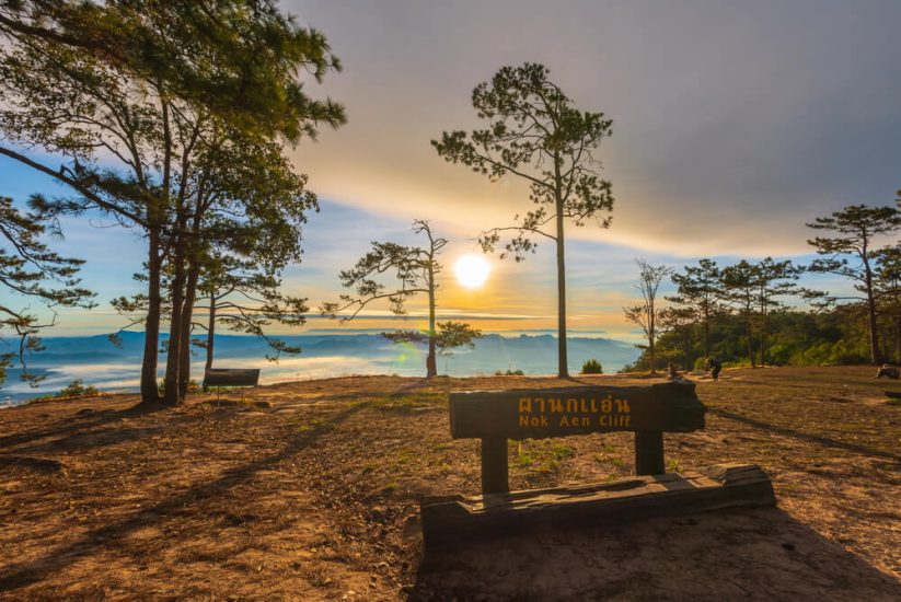 ผานกแอ่น