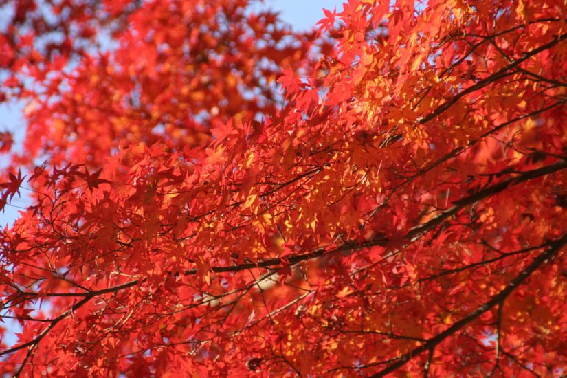 ลานสนสามใบ