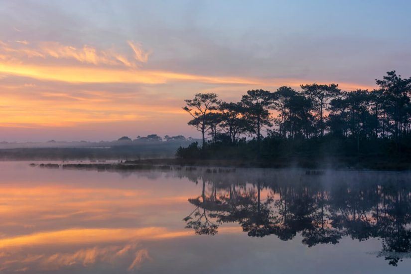 วังกวาง