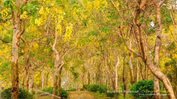 อุทยานหลวงราชพฤกษ์